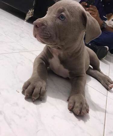Pitbull Blue Mascotas Rionegro Medellin Bogotá Cali
