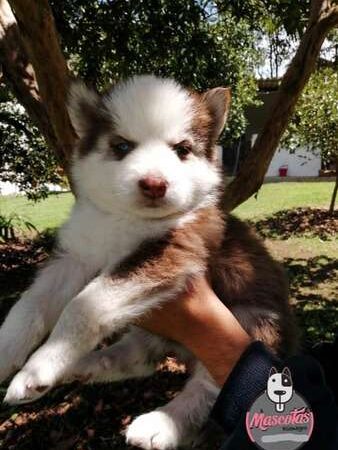 Cachorros Husky Siberiano  Rionegro  Bogota