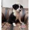 Border Collie precio en Popayán