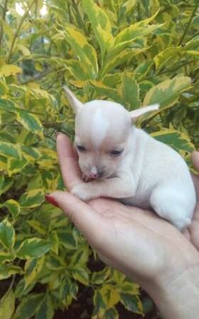 Cachorros Chihuhua Mascotas Medellín