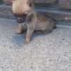 Perros Mini Pincher Rionegro Medellín Bogota