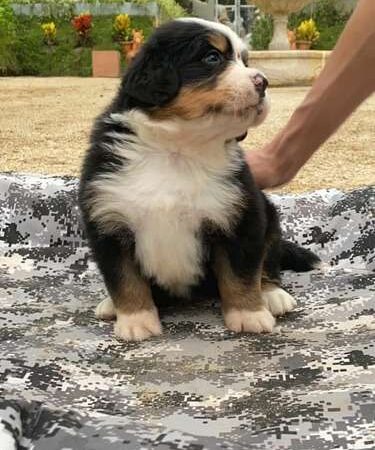 Perro Berna Mascotas Rionegro Medellín