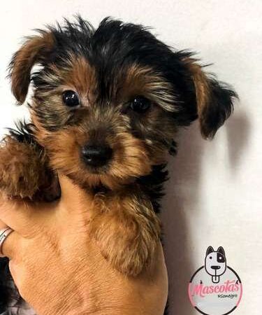 Criadores Yorkshire Terrier