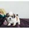 Venta De Shih Tzu En Medellin - Image 3
