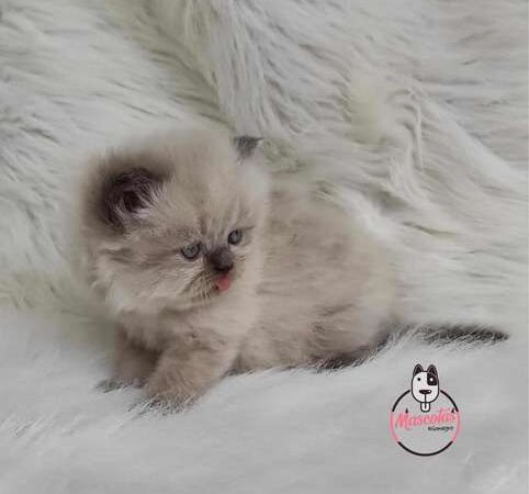 Gatos Persa precio en Barranquilla