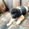 Akita precio en Barranquilla