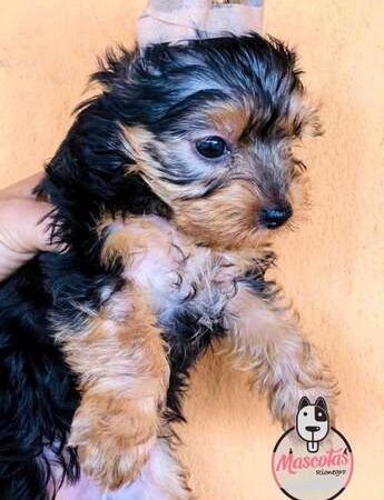 Perrosyorkshire Terrier Disponibles