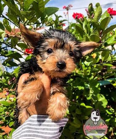 Yorkshire Terrier Cachorro Entrega Inmediata