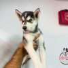 Cachorros Husky Siberiano Mascotas Rionegro - Image 3