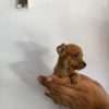 Espectaculares Cachorros Pincher Miniatura Mascotas Rionegro - Image 4
