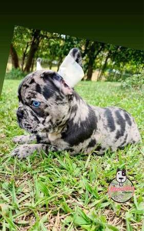 Bulldog Francés precio en Tunja