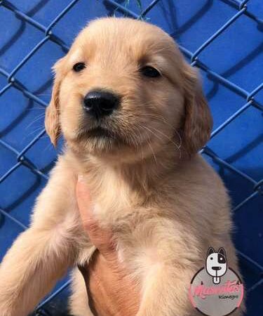 Precio Golden Retriever en Bogotá