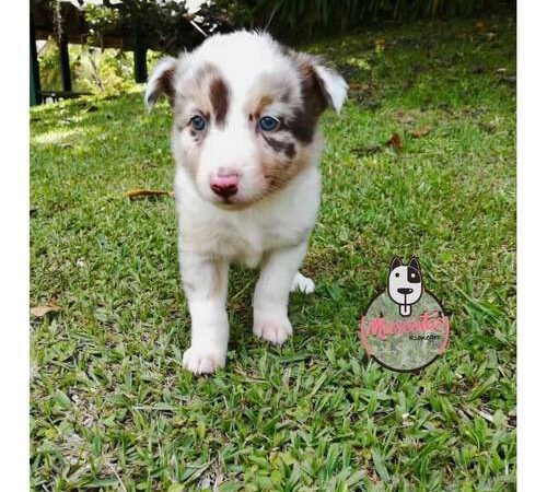 Precio Border Collie Red Merle en Valledupar
