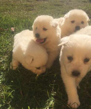 Precio Samoyedo en Bucaramanga