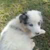 Border Collie precio en Barranquilla