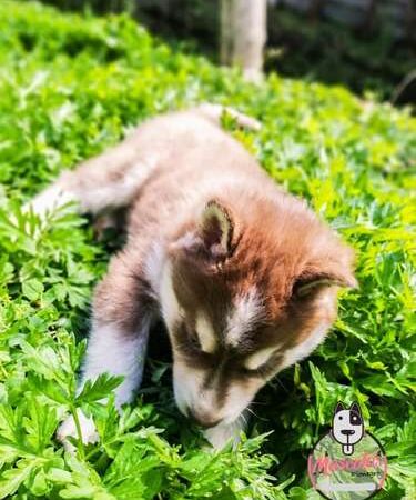 Cachorros Husky  Mascotas Rionegro Medellín Bogota