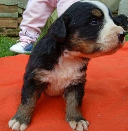 Bernés de la Montaña precio en Montería