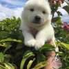 Precio Samoyedo en Villavicencio
