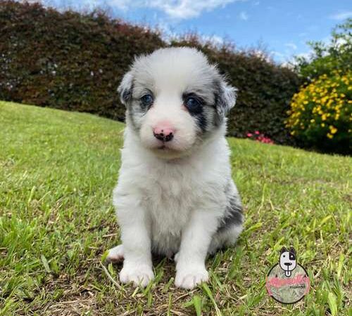 Perro Border collie Blue merle precio en Bogota