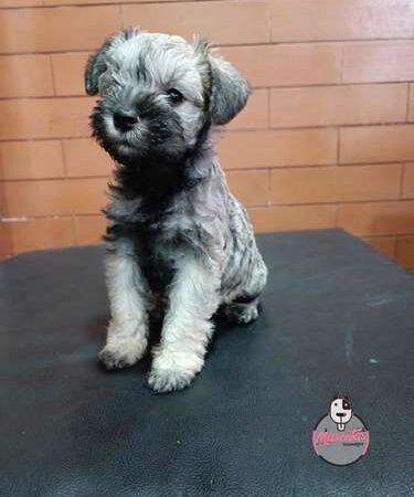 Schnauzer Mini Bogota