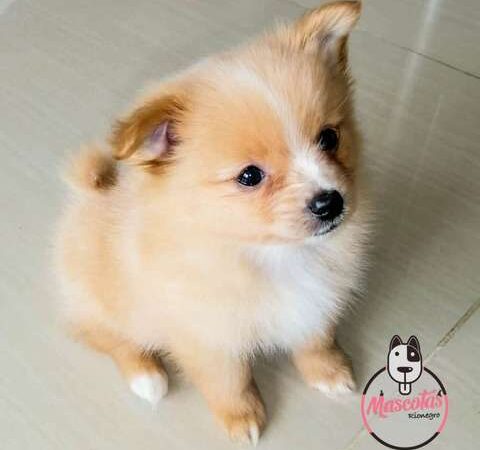 Pomerania Mini precio en Ibagué