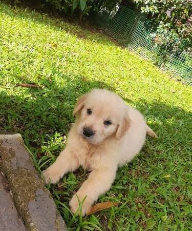 Golden Retriever precio en Montería
