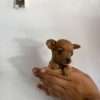 Espectaculares Cachorros Pincher Miniatura Mascotas Rionegro - Image 3