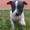 Pincher mini Bicolor en Medellin