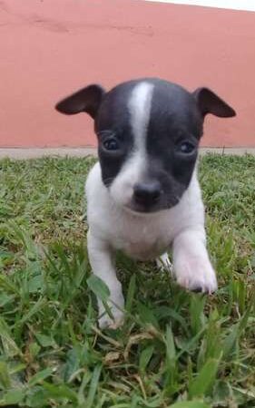 Pincher mini Bicolor en Medellin