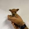 Espectaculares Cachorros Pincher Miniatura Mascotas Rionegro - Image 2