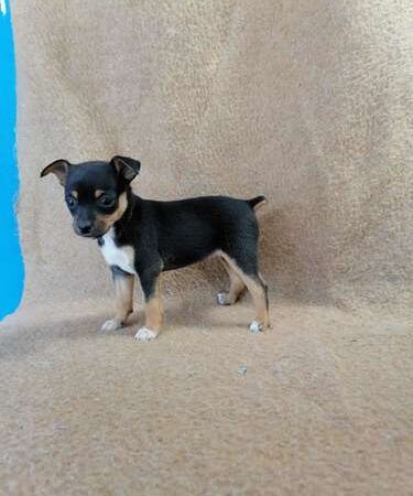 Espectacular Pincher Miniatura