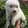Precio Samoyedo en Villavicencio - Image 2