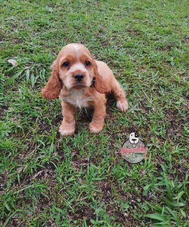 Cachorros Cocker Spaniel Mascotas Rionegro Medellin Bogotá