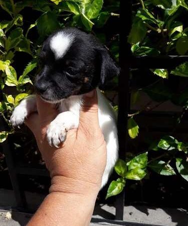 Pincher Cachorro Rionegro Medellín Bogota
