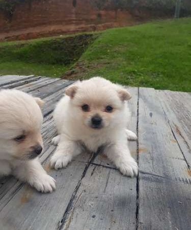 Precio Pomerania Mini en Bucaramanga