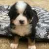 Perro Berna Mascotas Rionegro Medellín - Image 3