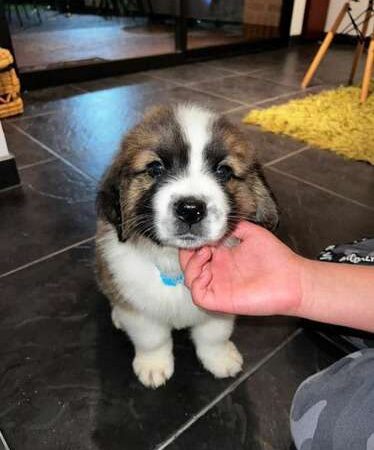 San Bernardo Cachorro Precio  Mascotas Rionegro