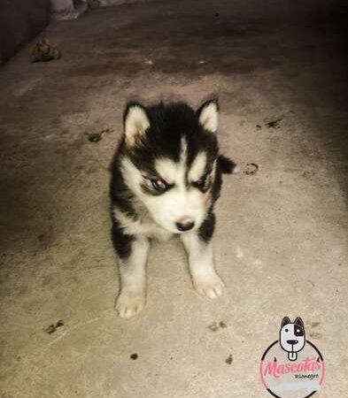 Cachorro Husky Siberiano Mascotas Rionegro Medellín Bogota