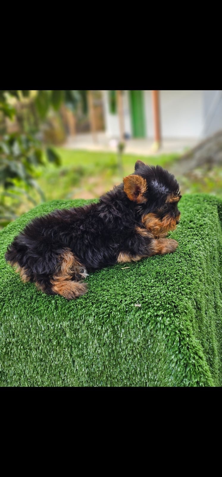 Venta de Perros Yorkshire Terrier Popayan 4 Venta de Perros Yorkshire Terrier Popayan - Image 4