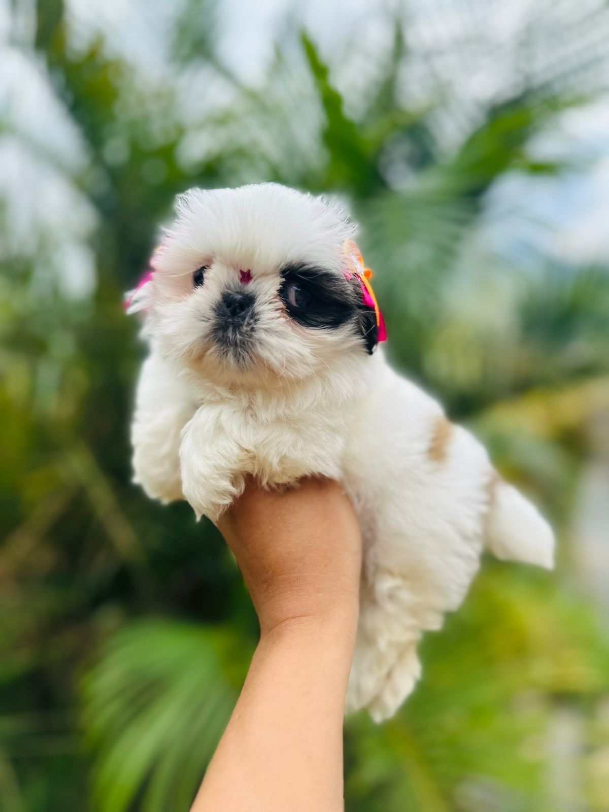 Perros Shih Tzu En Venta Tulua 2 Perros Shih Tzu En Venta Tulua - Image 2