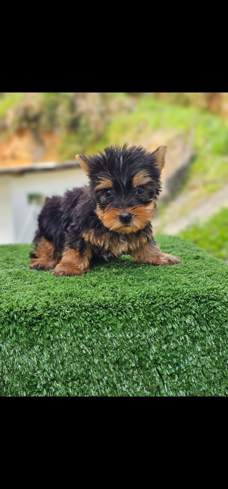 Venta de Perros Yorkshire Terrier Popayan 2 Venta de Perros Yorkshire Terrier Popayan - Image 2