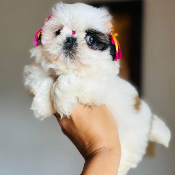 Venta de Perros Shih Tzu Miniatura Ibagué