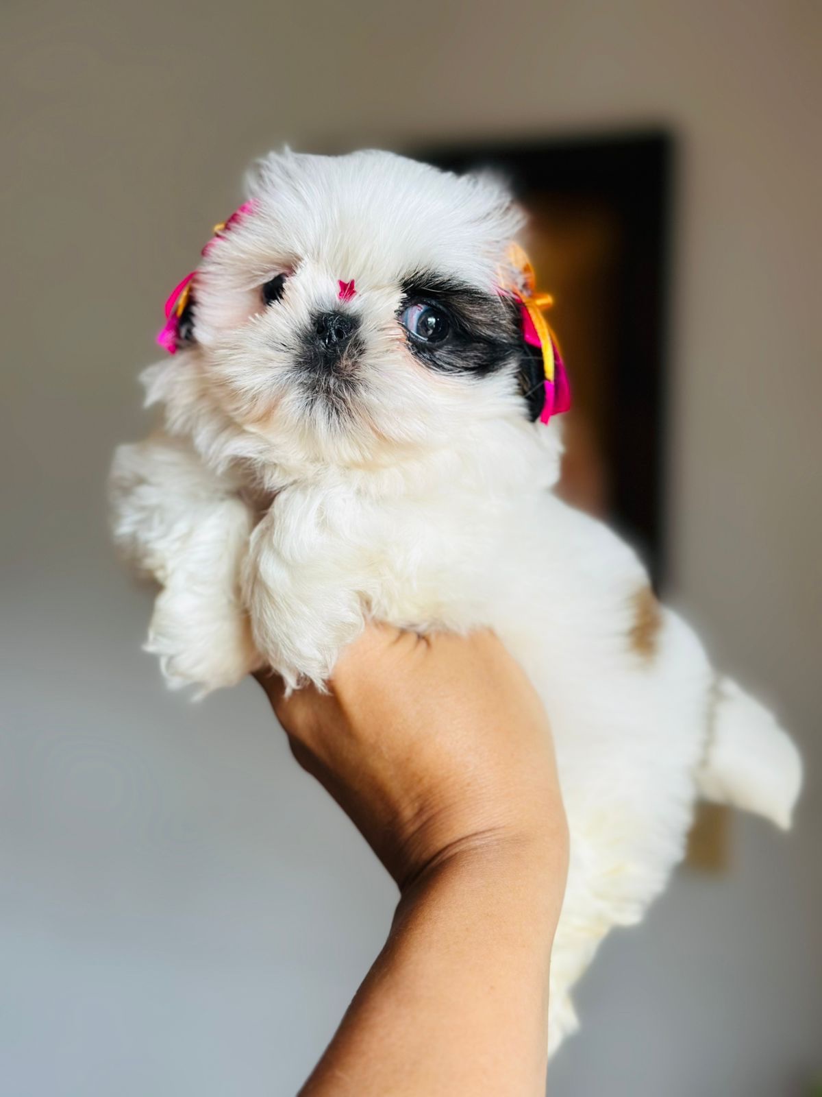 Venta de Perros Shih Tzu Miniatura Ibagué 1 Venta de Perros Shih Tzu Miniatura Ibagué