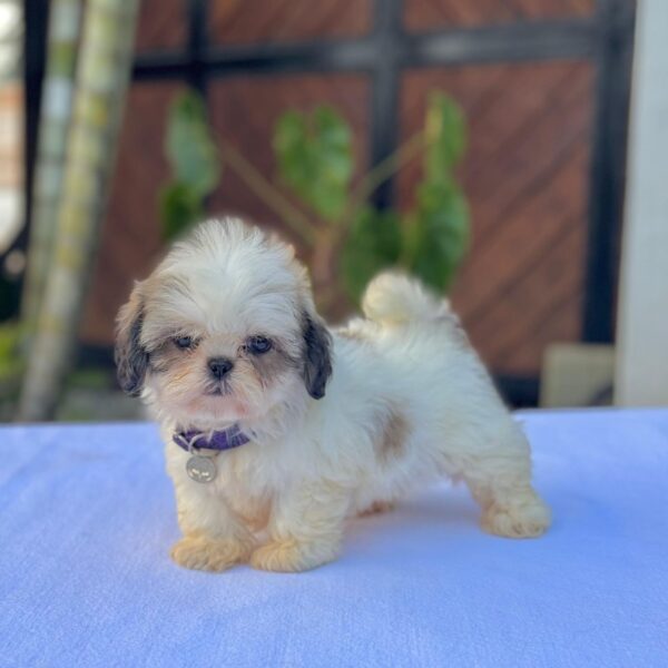 Venta De Perros Shitzu Bogota