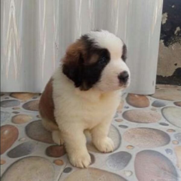 Espectaculares San Bernardo Mascotas Rionegro