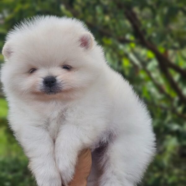 Precio Pomerania Cara de Oso Bucaramanga