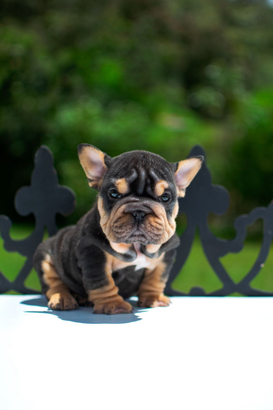 Bulldog Frances Pied Merle Medellin 2 Bulldog Frances Pied Merle Medellin - Image 2