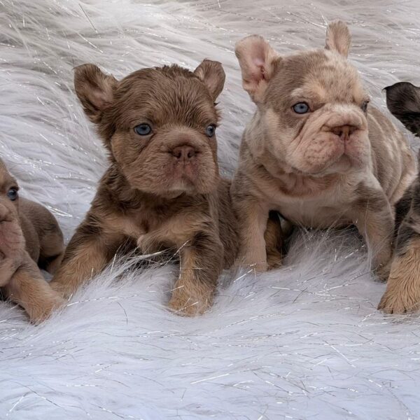 Venta de Bulldog Frances Fluffy Bogota