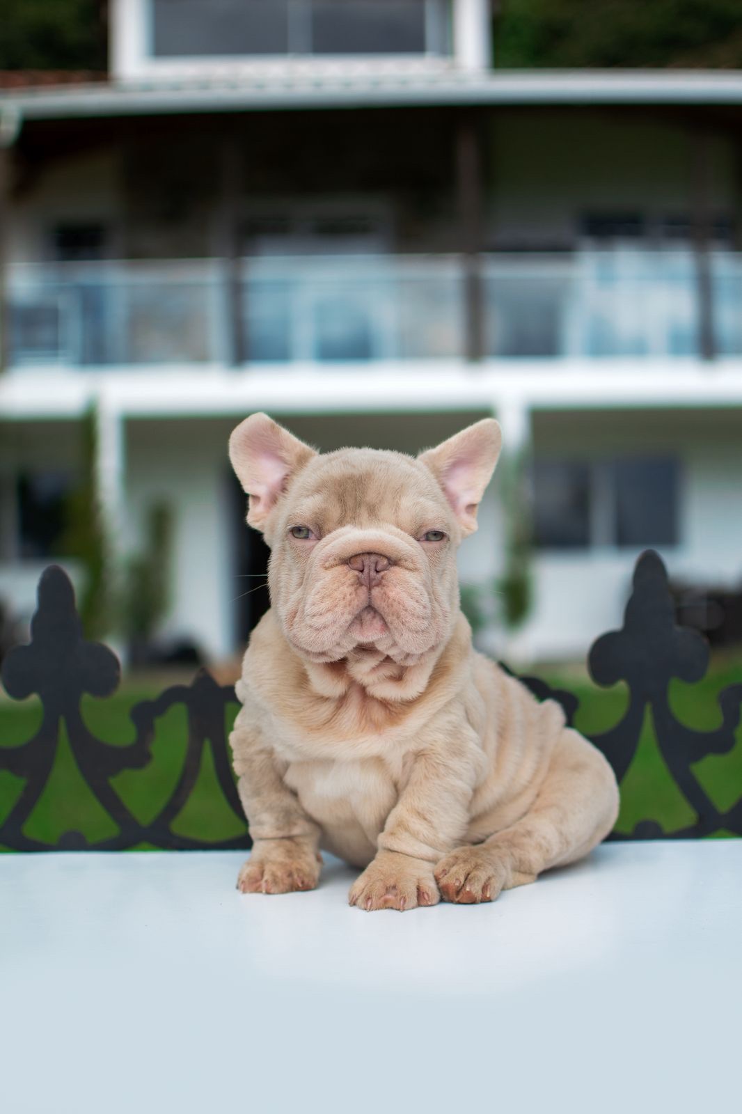 Bulldog Frances Pied Merle Medellin 1 Bulldog Frances Pied Merle Medellin