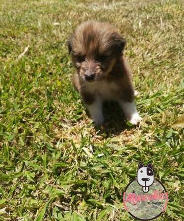 Venta De Perros Pastor Shetland Medellin